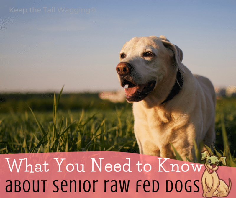 As my raw fed dog gets older, I'm noticing changes in his behavior, tastes, and mobility and I've adjusted his diet to support the needs of a senior dog.