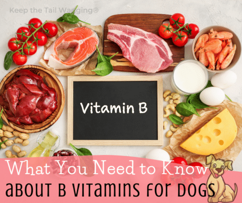 What You Need to Know About B Vitamins for Dogs