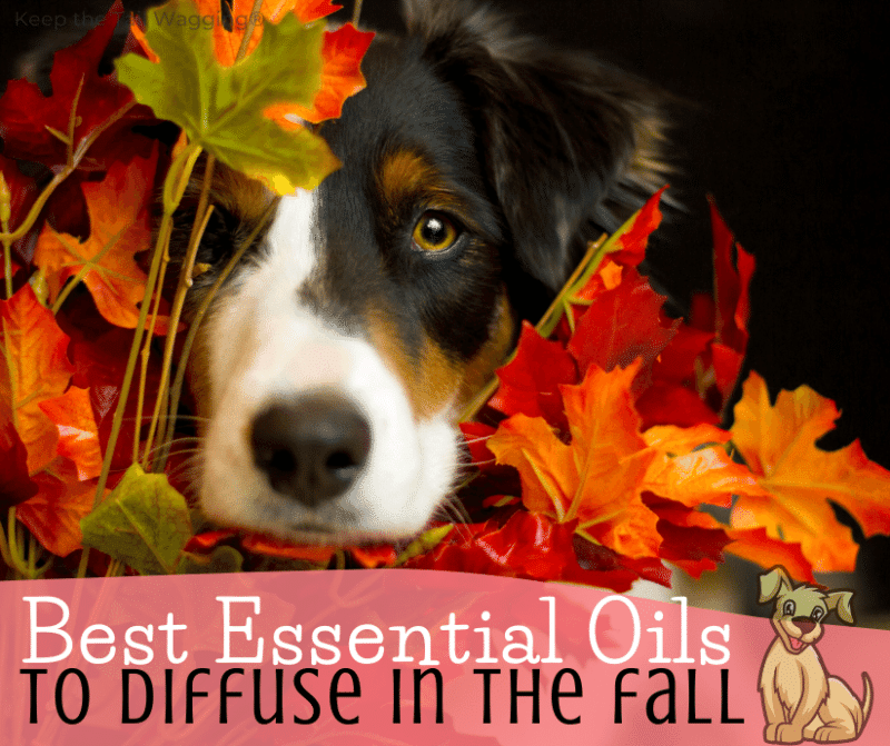 Best Essential Oils to Diffuse in the Fall