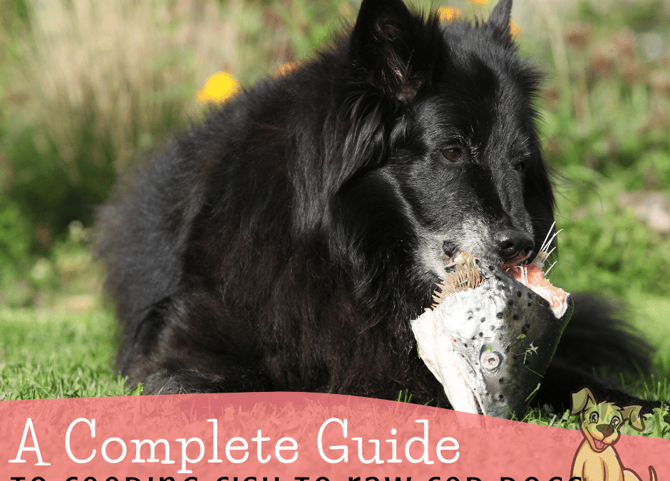 The Complete Guide to Feeding Fish to Raw Fed Dogs