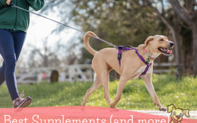 Ultimate Guide to Boosting a Dog's Immunity with Supplements