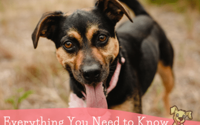 Everything You Need to Know About Dog DNA Test Kits