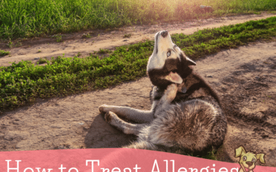 How to Treat Allergies in Dogs Naturally