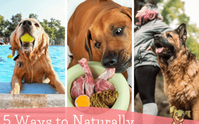 5 Ways to Naturally Reduce Inflammation in Dogs