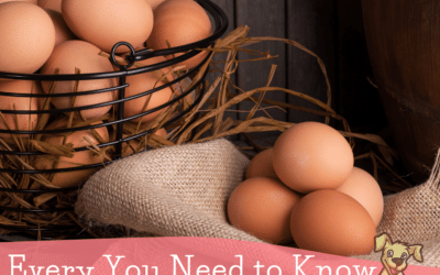 Everything You Need to Know About Feeding Raw Eggs to Dogs