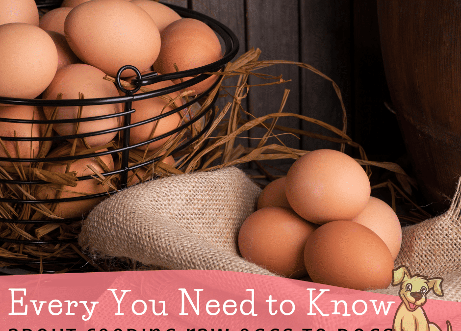 Everything You Need to Know About Feeding Raw Eggs to Dogs