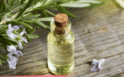 Exploring the Uses of Rosemary for Dog Care and Nutrition