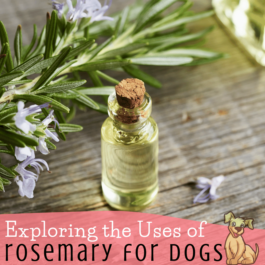 Image showcasing Rosemary Flea Dip