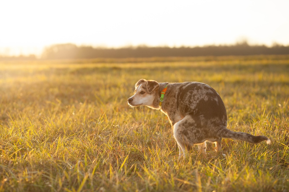 Dog Poop Decoded: A Raw Feeder’s Guide to Healthy Poo