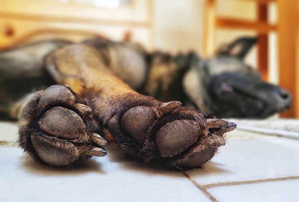 Histamines and Dogs: What Every Dog Parent Should Know