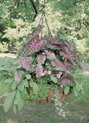 Large Hanging Garden & Coco Fiber Liner Set, Very Large Baskets