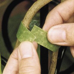 Plant Tying Material, Flower Supports, Vertical Gardening|Kinsman Company