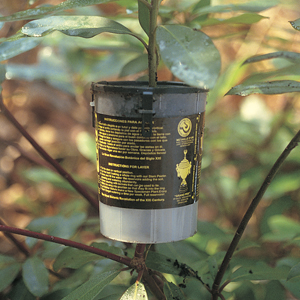 Large Rooter Pots-Pack of 3