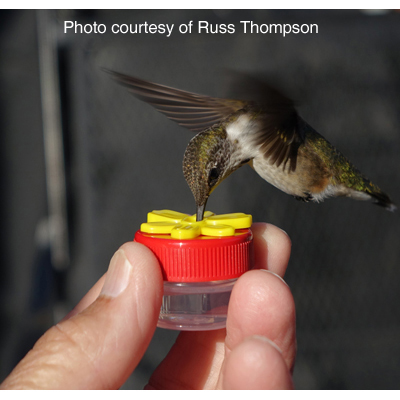 View Reviews Hum Button Hand Held Hummingbird Feeder Pack Of 3