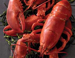 Whole Lobsters