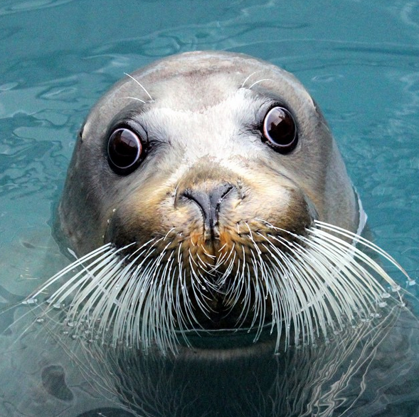 11 organizations fighting to protect wildlife in Alaska Matador Network