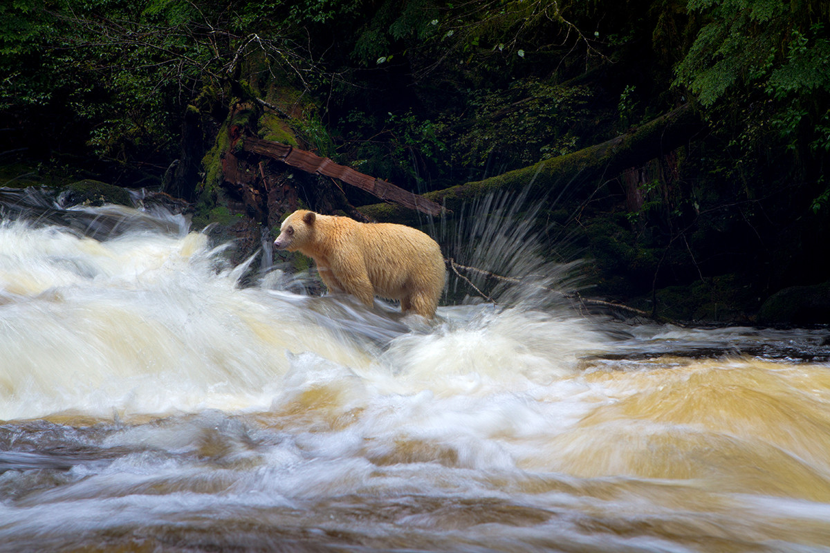Guardians of the Great Bear Rainforest Matador Network