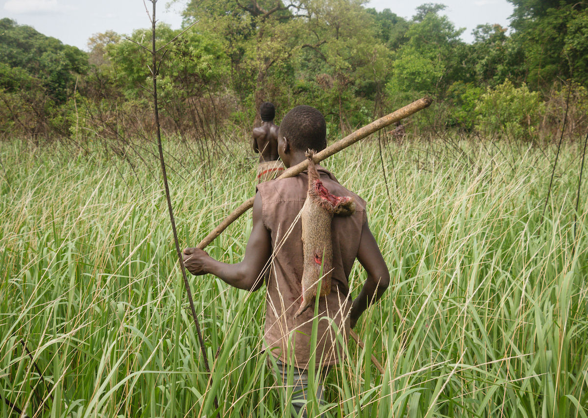 Hunting for edible rats in Uganda