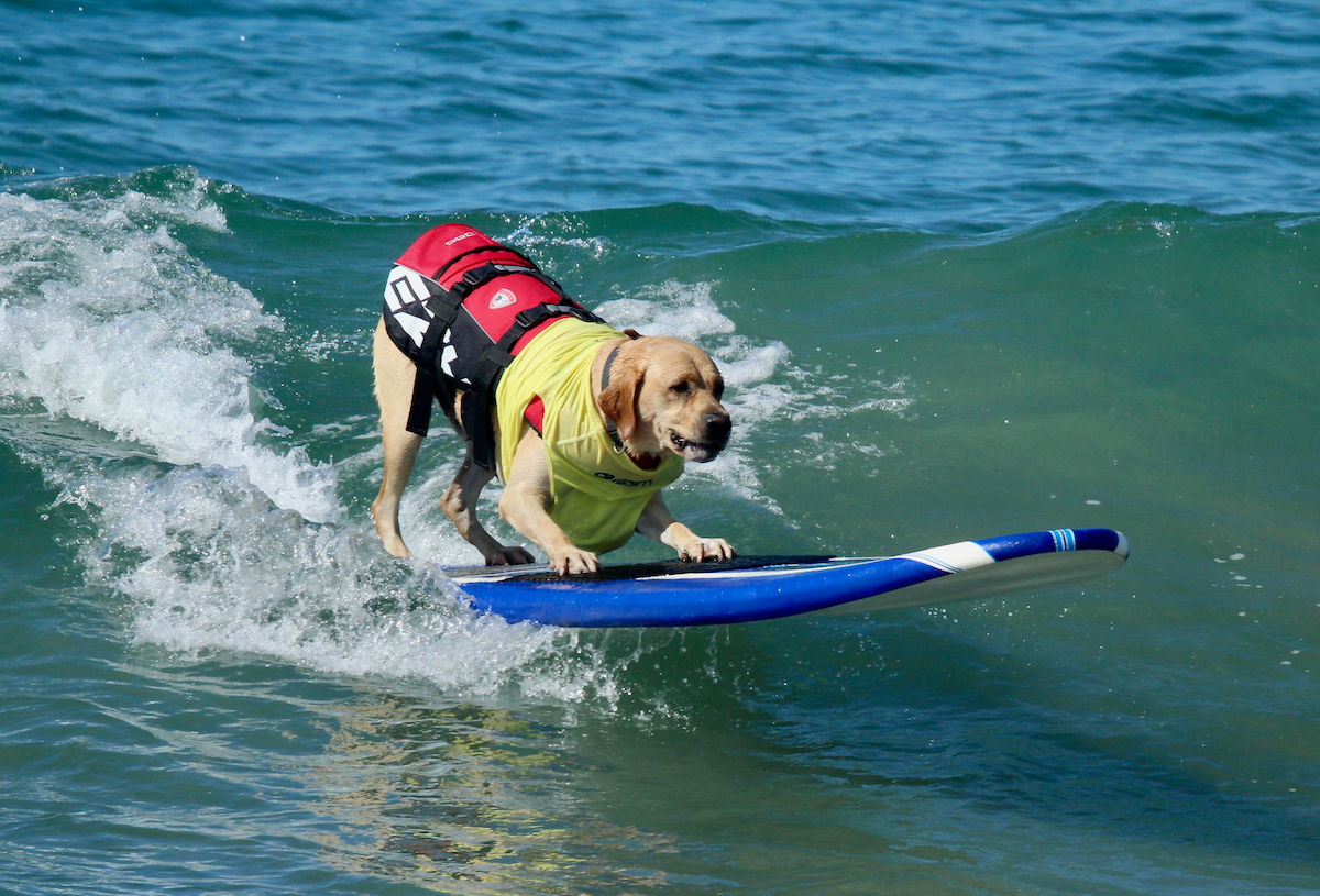 Where to watch the World Dog Surfing Championships in California 2018