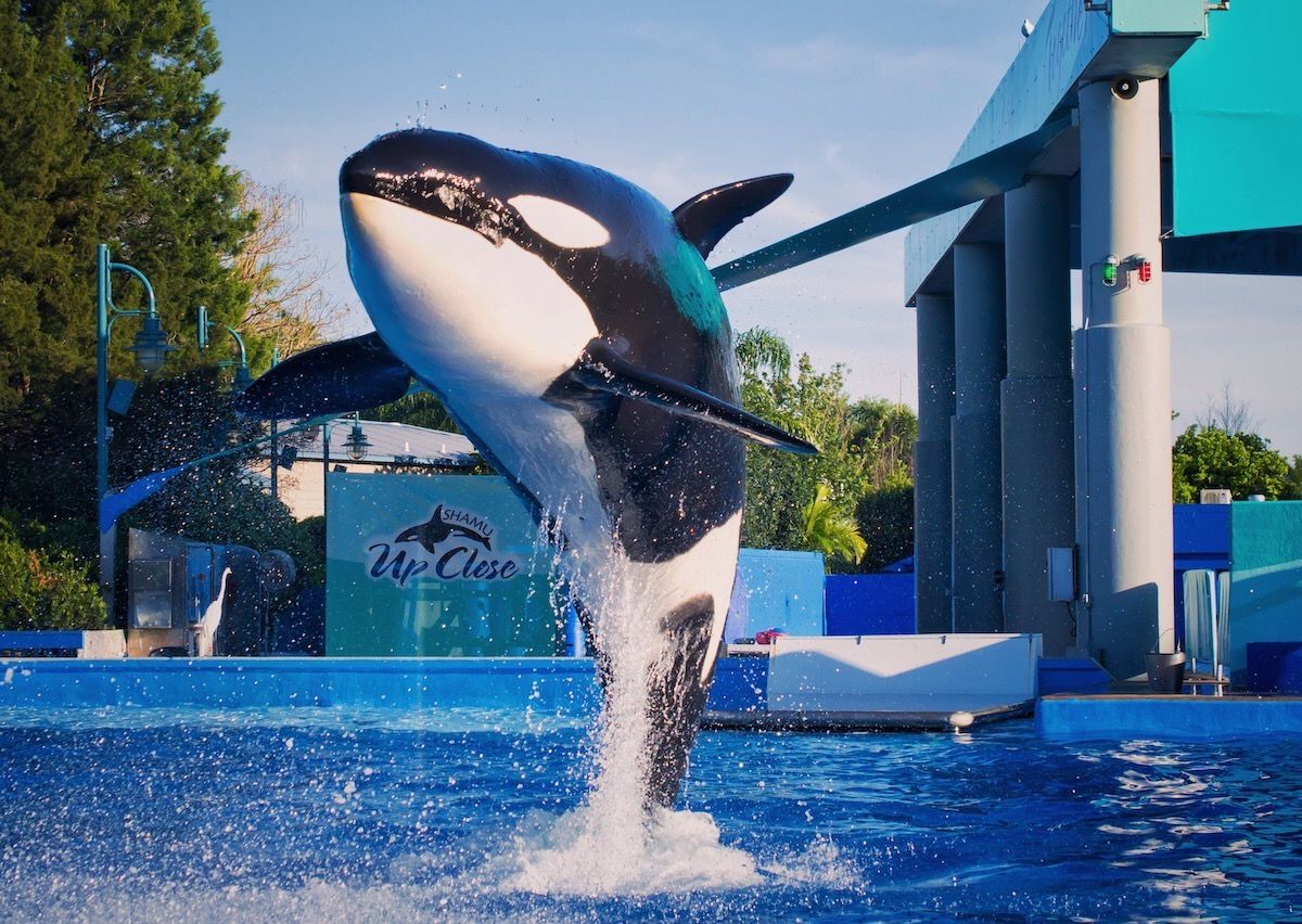 SeaWorld Orlando orca dies suddenly