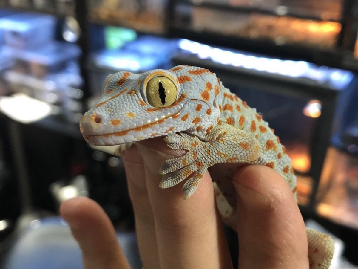 Reptile bar in Tokyo lets you drink with snakes and lizards