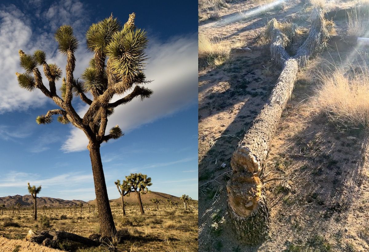 Joshua trees in national park chopped down by vandals