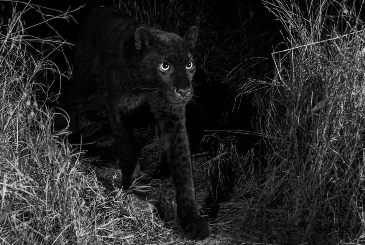 Black panther seen in Africa for the first time in a century