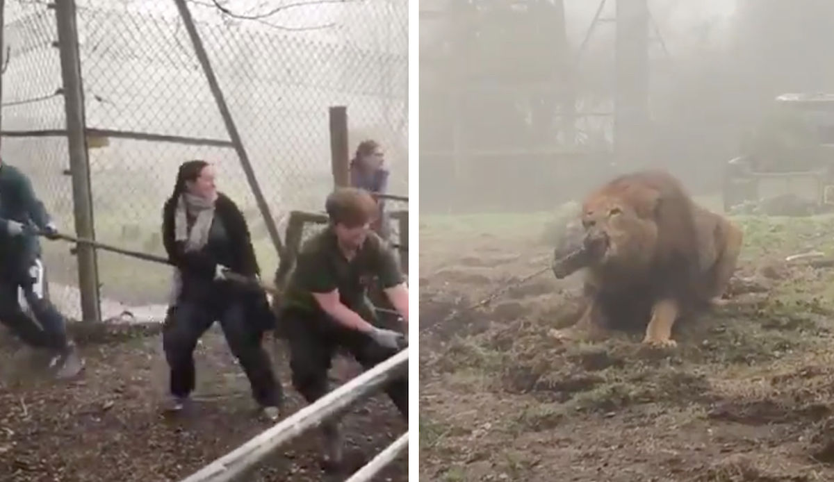 Zoo offering tugofwars with a lion and a tiger