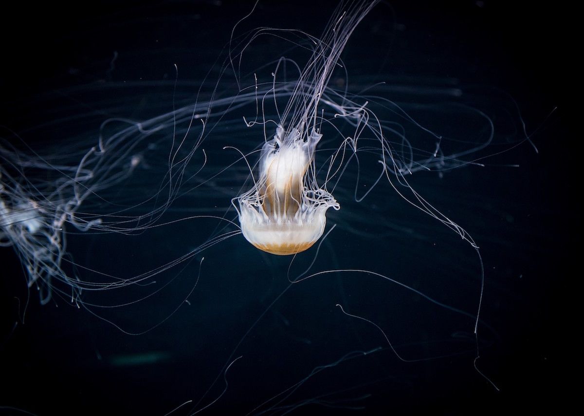 An antidote for the Box Jellyfish sting has been found