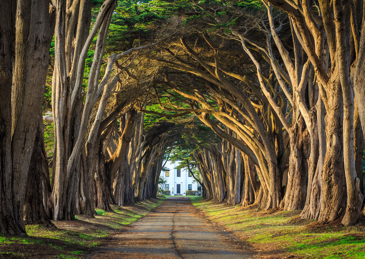 Most beautiful tree tunnels