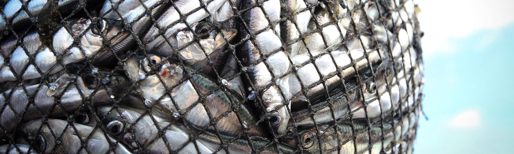 Fishing & Sports Nets Memphis Net & Twine