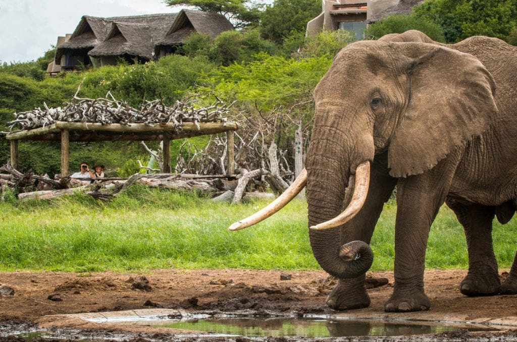 ol donyo lodge watering hole with elephant