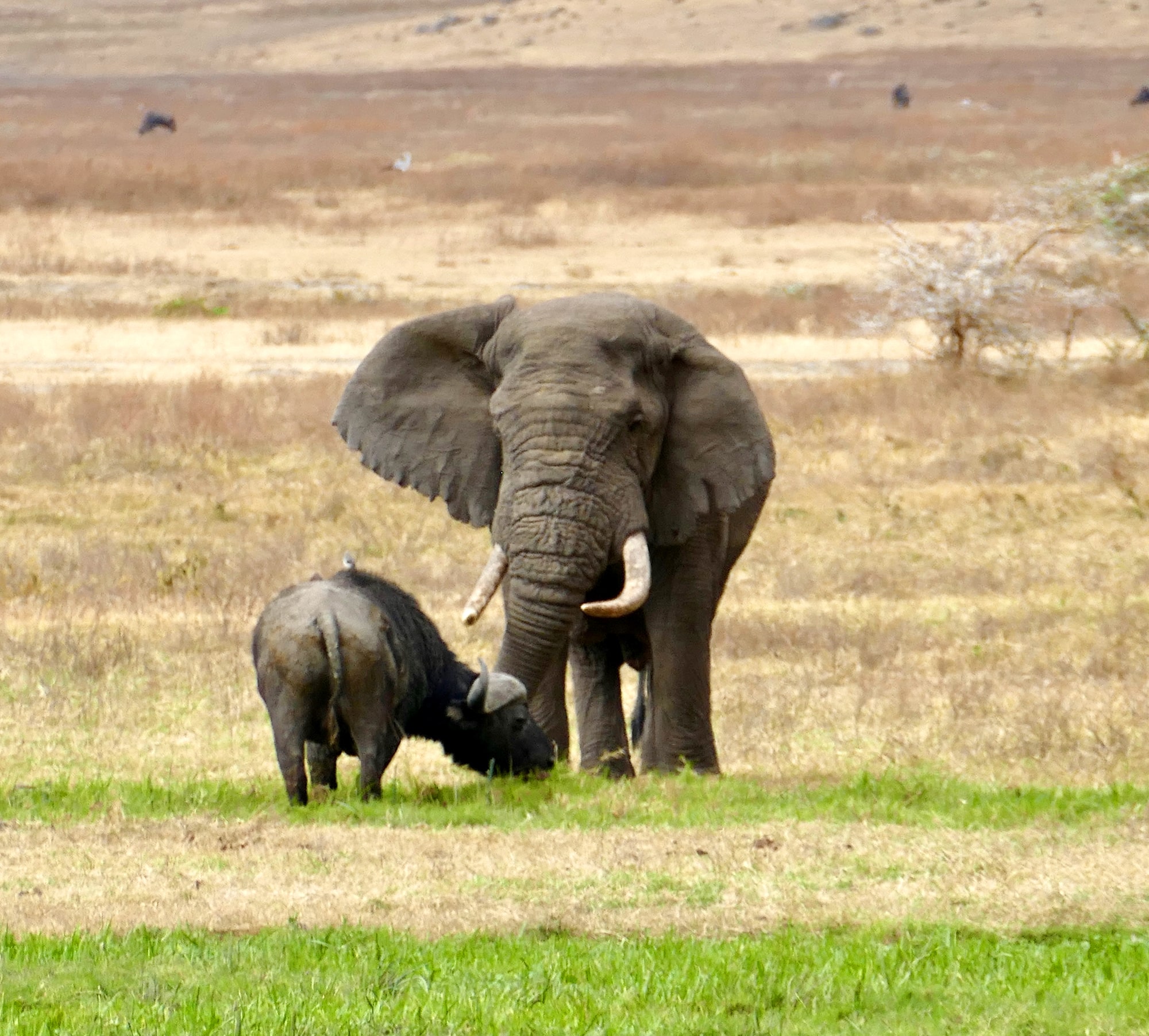 An elephant and cape buffalo in a field