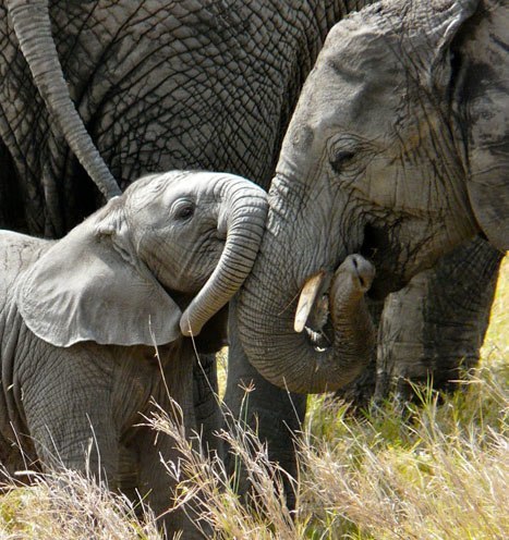 Goessling elephant with baby elephant