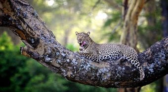 leopard in tree