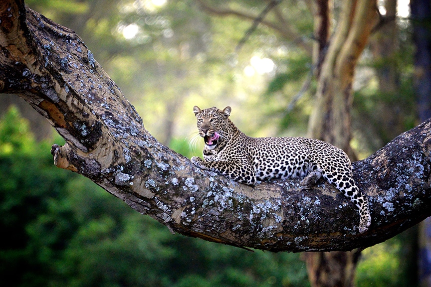 leopard in tree