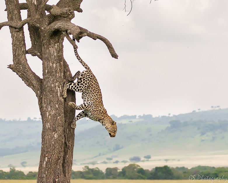 leopard hopping down from tree