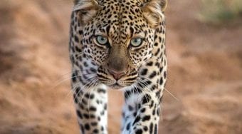 leopard in Samburu National PArk