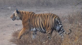Bengal tiger in India