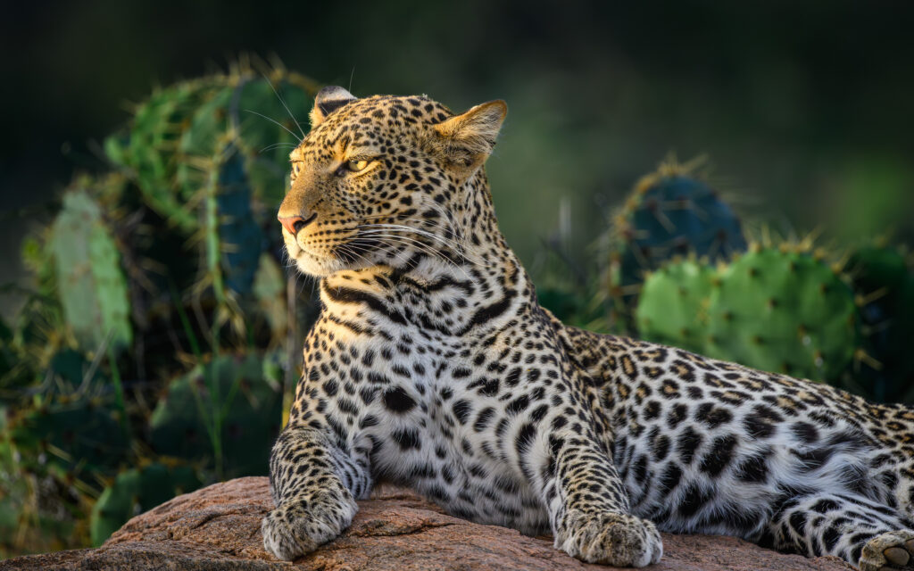 african leopard at sunrise