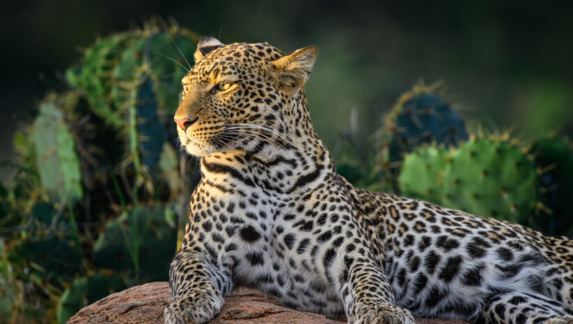 african leopard at sunrise