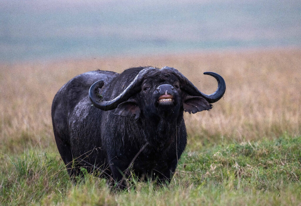 cape buffalo