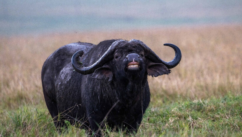 cape buffalo