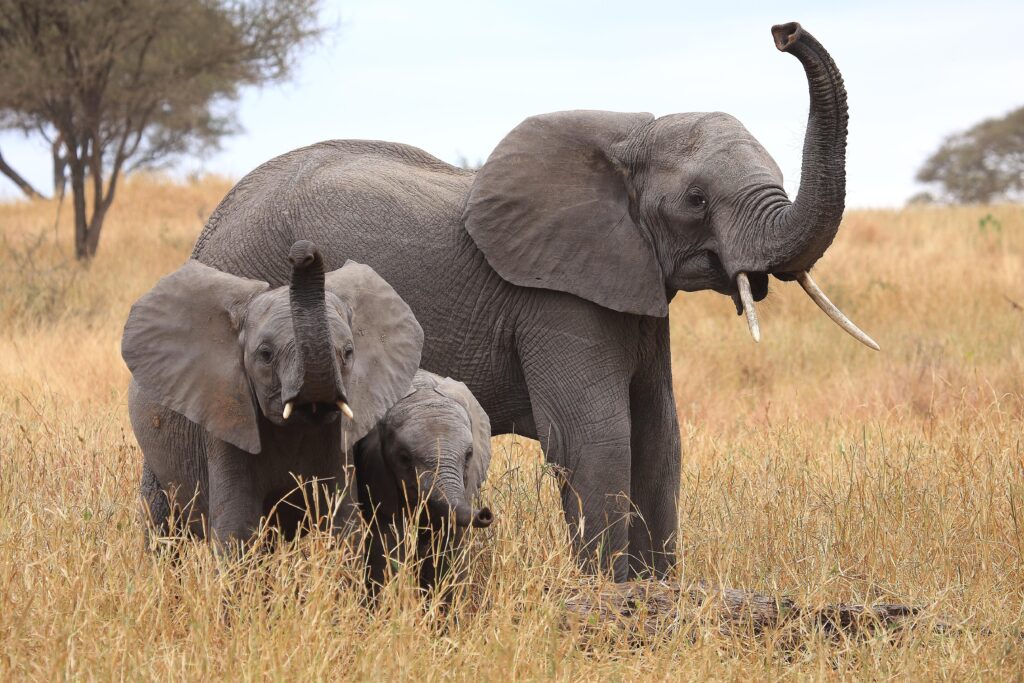 adult elephant with two  young elephants