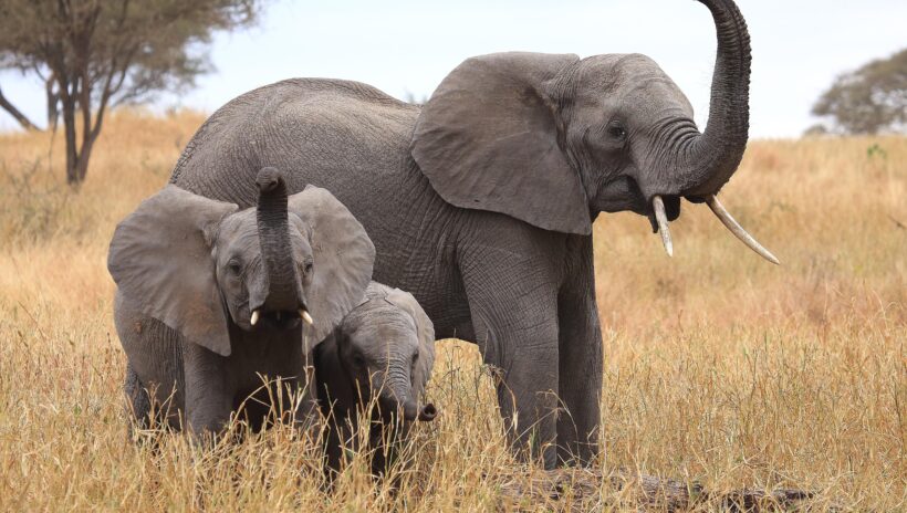 adult elephant with two young elephants