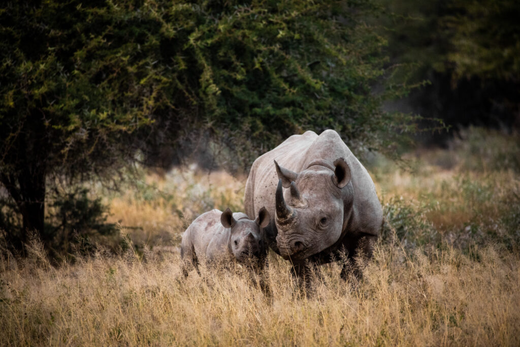 black rhino mother and baby