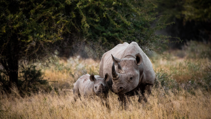black rhino mother and baby
