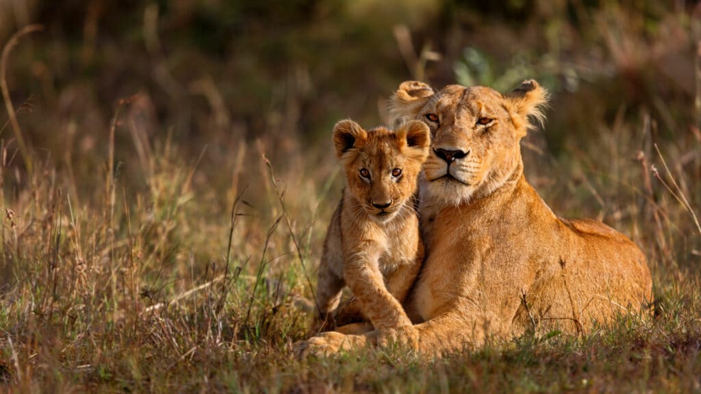 lion mother and cub