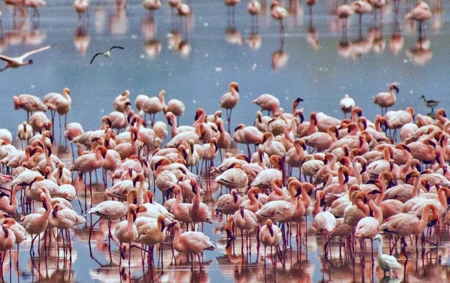 a group of flamingos in water