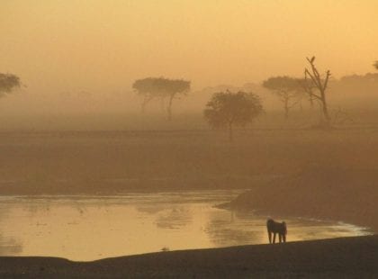 a baboon staring at a body of water